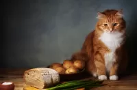 Пазл Натюрморт с котом