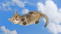 Пазл Небесный кот