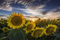 パズル Sky and sunflowers