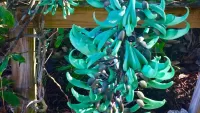 Rompecabezas Jade flower