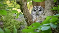 Rätsel owl
