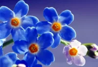 Jigsaw Puzzle Forget-me-nots
