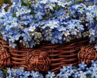 Jigsaw Puzzle Forget-me-nots