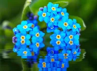 Jigsaw Puzzle Forget-me-nots on the water