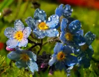 Puzzle Forget-me-nots in the dew