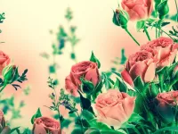 Bulmaca Tender roses