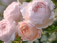 Rompicapo Nezhnie rozi