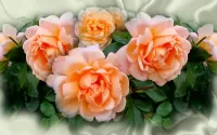 Bulmaca Delicate roses