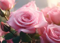 Bulmaca Delicate roses