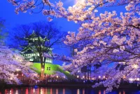 Rompecabezas Night Sakura