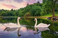 Quebra-cabeça Norwegian swans