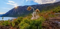 Пазл Норвежский цветок