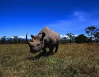 Zagadka Rhino