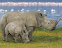Rompecabezas Rhinoceros