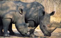 Quebra-cabeça Rhinos