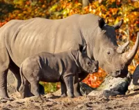 Rompecabezas Rhinos