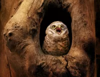 Quebra-cabeça Stunned owl