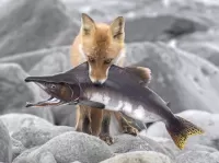 Слагалица Lunch for the Fox