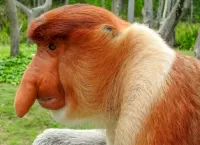 Zagadka Monkey nosy