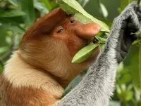 Slagalica monkey nose