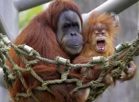 Quebra-cabeça Monkeys in a hammock