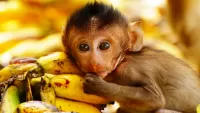 Puzzle Monkey and bananas