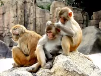 Quebra-cabeça Monkeys