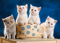 パズル Kittens