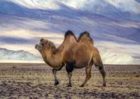 Rompecabezas The lone camel