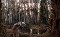 Пазл Одинокий волк