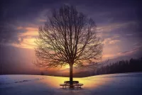 Zagadka Lonely tree