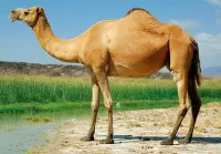 Jigsaw Puzzle One-humped camel