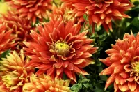 Jigsaw Puzzle The fire of the dahlias