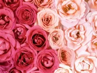Rompecabezas ohapka roz