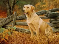 Bulmaca Hunting dog