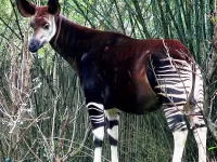 Rompecabezas Okapi