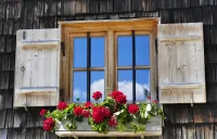 Zagadka Window and geranium