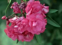 Jigsaw Puzzle Oleander