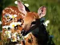 Quebra-cabeça Deer