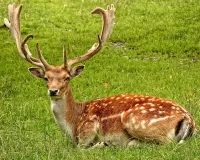 Slagalica Deer