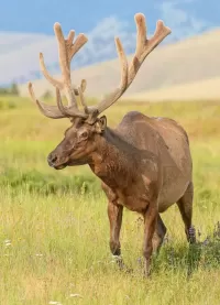 Слагалица Deer