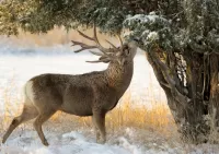 Слагалица Deer and juniper
