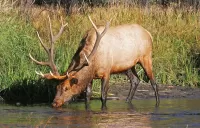 Zagadka Deer at a watering hole