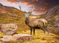Jigsaw Puzzle Deer in the mountains