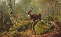 Zagadka Deer in the forest