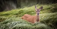 Quebra-cabeça Deer in grass
