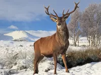 Zagadka Deer in winter