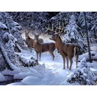 Jigsaw Puzzle Deer in the woods