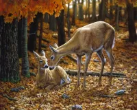 Puzzle Deer in the forest