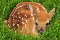 Rompecabezas Fawn in the grass
